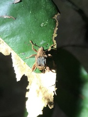 Piazolechriops bicristatus