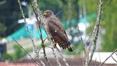 Rupornis magnirostris