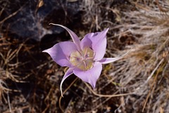 Calochortus macrocarpus macrocarpus