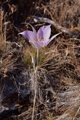 Calochortus macrocarpus macrocarpus