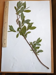 Salix prolixa