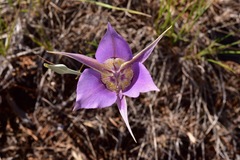 Calochortus macrocarpus macrocarpus