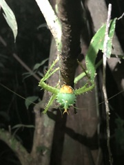 Panacanthus cuspidatus
