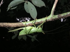 Panacanthus cuspidatus