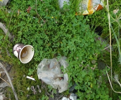 Melilotus