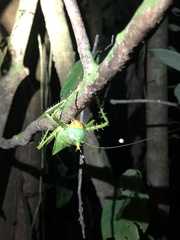 Panacanthus cuspidatus