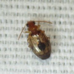 Lebia abdita