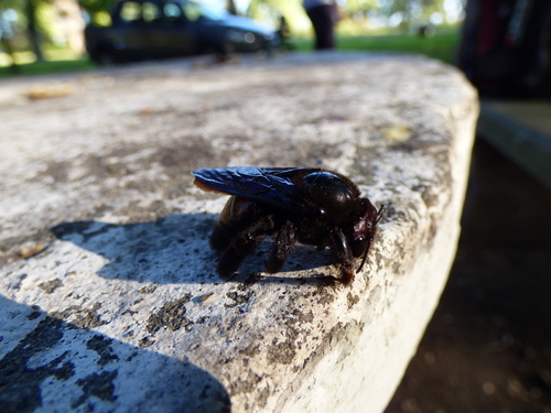 Xylocopa nigrocincta