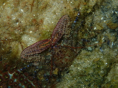 Petrocheles australiensis