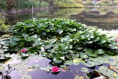Nymphaea × marliacea