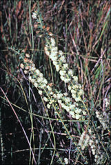 Acacia hastulata