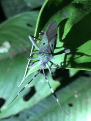 Molchina hopei