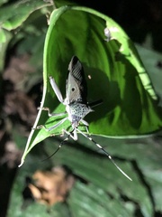 Molchina hopei