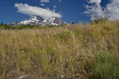 Calochortus macrocarpus macrocarpus