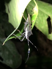Molchina hopei