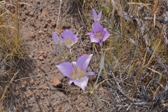 Calochortus macrocarpus macrocarpus