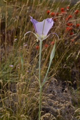Calochortus macrocarpus macrocarpus