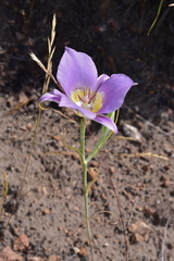 Calochortus macrocarpus macrocarpus