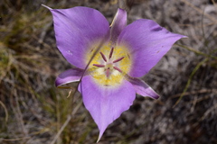 Calochortus macrocarpus macrocarpus