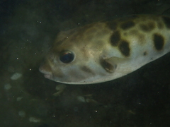 Contusus brevicaudus