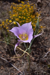 Calochortus macrocarpus macrocarpus