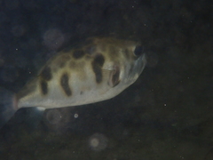 Contusus brevicaudus