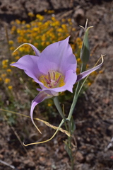 Calochortus macrocarpus macrocarpus
