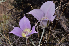 Calochortus macrocarpus macrocarpus