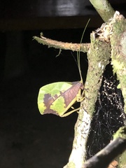 Typophyllum mortuifolium