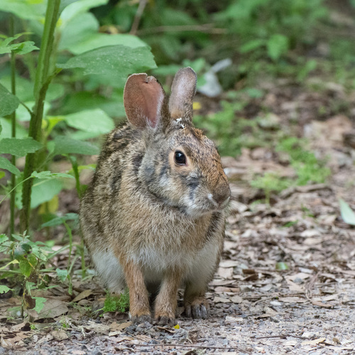 Swamp Rabbit (Audubon Louisiana Nature Center (ALNC)) · iNaturalist