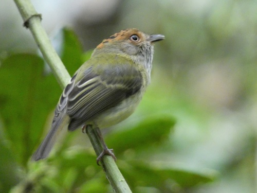 Scale-crested Pygmy Tyrant (Lophotriccus pileatus), photo 8
