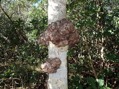 Cylindrocarpon didymum