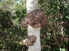 Cylindrocarpon didymum