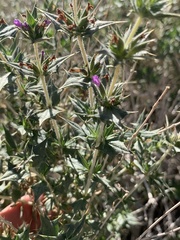 Salvia greatae