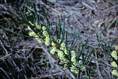 Acacia pentadenia