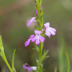 Striga curviflora