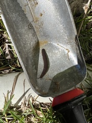 Peripatus juanensis