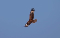 Hamirostra melanosternon