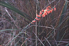 Sphaerolobium grandiflorum