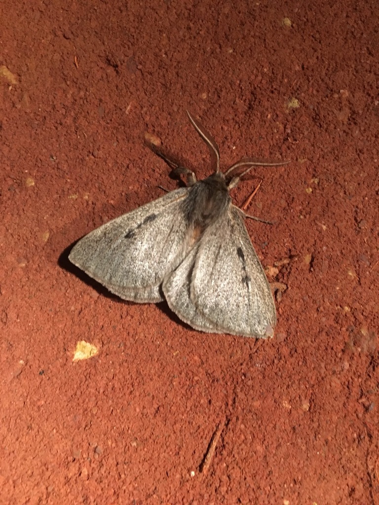 Anthela clementi