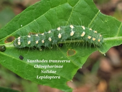 Xanthodes transversa