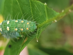 Xanthodes transversa