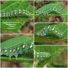 Xanthodes transversa