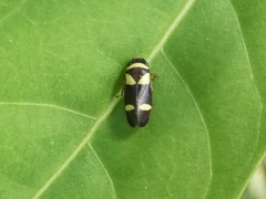 Zuata obrienorum