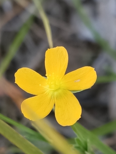 Grassy St. Johnswort (Hypericum gramineum)