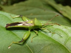 Lycambes sargi