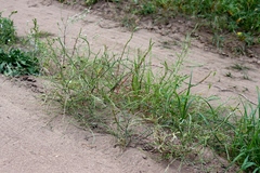 Corispermum declinatum