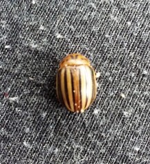 Leptinotarsa juncta