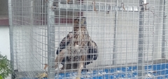 Aquila fasciata