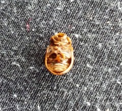 Leptinotarsa juncta